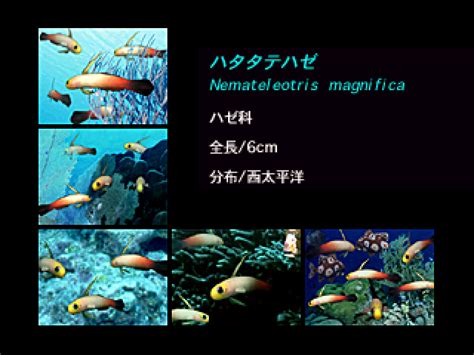 3do Aqua World 海美物語
