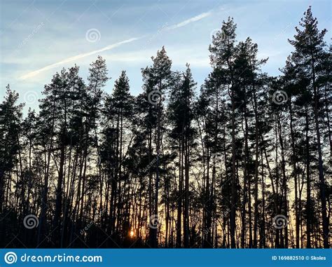 Contours Of A Pine Forest At Sunset Tall Trees In The Background Of
