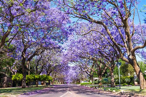 The Best Places In Southern California To See Jacaranda Trees In Bloom