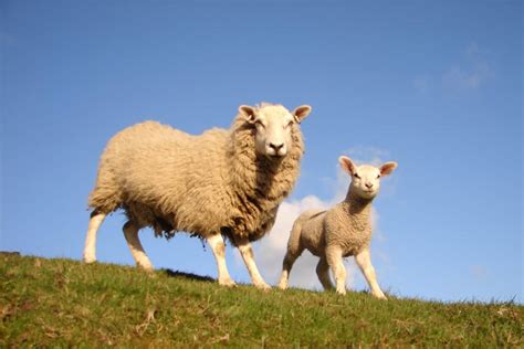 Sheep Behaviour Facts Know The Basics