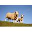 Sheep Behaviour Facts Know The Basics