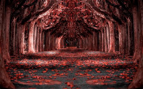 Nature Landscapered Forest Leaves Trees Path Photo Manipulation