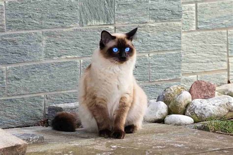 300 Popular Siamese Cat Names In 2022 Amazing List