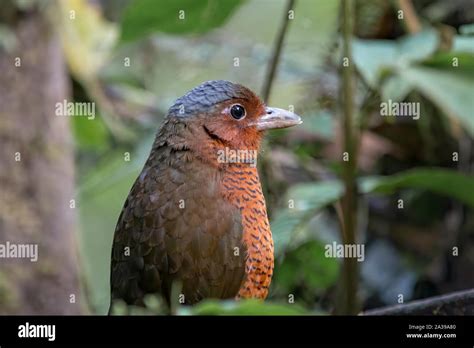 The Giant Antpitta Is A Rare And Seldom Seen Antpitta And Among The