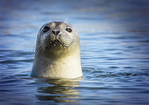 California Man Stranded In The Pacific Ocean Saved By Harbor Seal Iheart