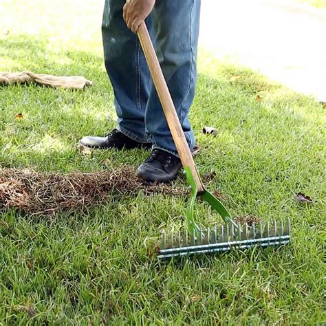 How Do You Dethatch Your Lawn