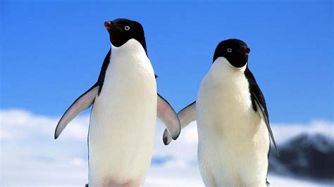 Penguins Couple North Winter Animal Photo Desktop Wallpaper 1920x1080