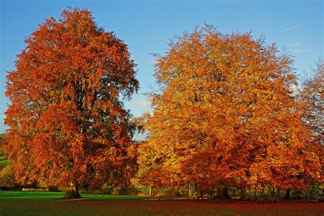 Fagus Sylvatica Hillier