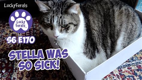 Stella Was So Sick Deworming 11 Cats S6 E170 Rescued Kittens