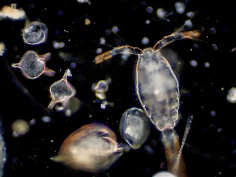 5 Powerful Marine Phytoplankton Benefits For Your Health Nifty Wellness