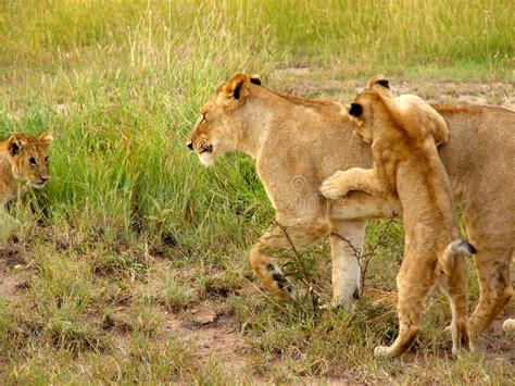 Mother hunting raw chapter 22 본문 웹툰. Lion Cubs And Lioness At Play Stock Image - Image of lion ...