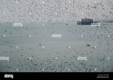 Stunning spectacle of starlings birds murmuration flying over sea in