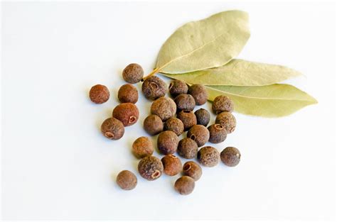 10 seeds pimenta dioica allspice seeds jamaican pepper spice ornamental container plant