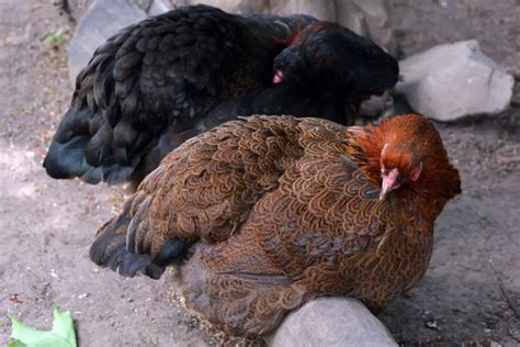 6 Best Hybrid Chicken Breeds The Happy Chicken Coop