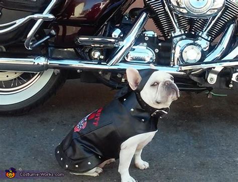 Biker Frenchie Girl Halloween Costumes For Pets Unique Diy Costumes