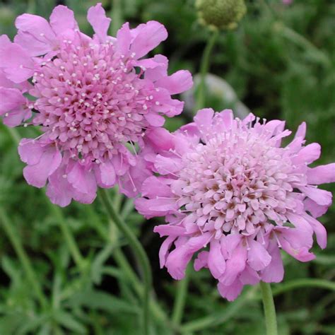 Scabiosa Pink Mist Pincushion Flower For Sale Rare Roots