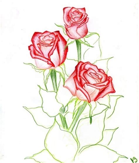 Красивые рисунки розы для срисовки 50 картинок