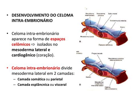 Região Interna Do Disco Embrionário Trilaminar