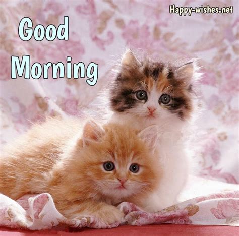Two Beautiful Cats Good Morning Images For Cat Lovers Cute Cats Cute