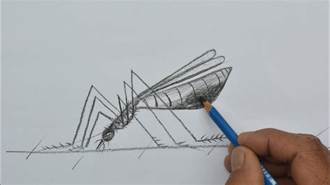 How To Draw A Mosquito Youtube