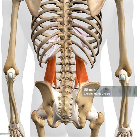 Male Quadratus Lumborum Muscles Isolated In Rear View Of Skeleton Stock