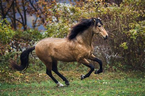 Suchen sie in stockfotos und lizenzfreien bildern zum thema buckskin gulch von istock. Andalusier Hengst in der Farbe Buckskin galoppiert über ...