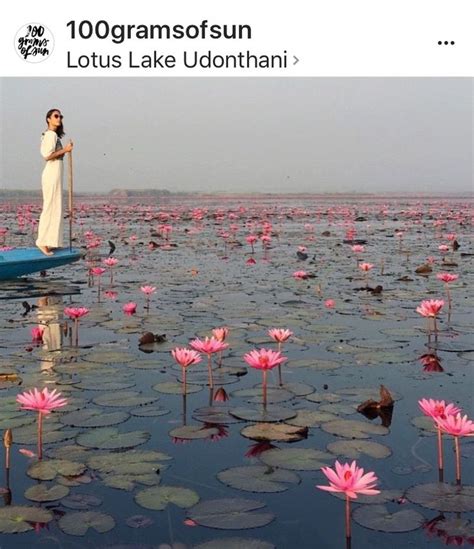 Red Lotus Lake Thailand Thailand Travel Thailand Red Lotus