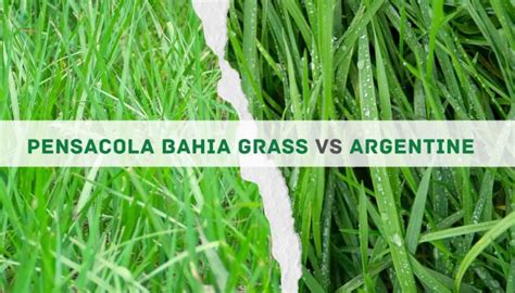 Pensacola Bahia Grass Vs Argentine Grass 10 Differences And What To