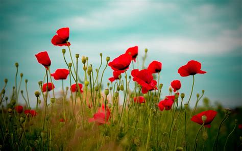 Beautiful Poppy Field Flowers Desktop Wallpaper Preview