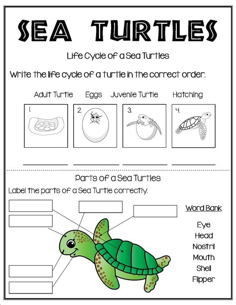 Turtle Life Cycle Worksheet