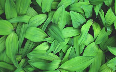 Download Wallpaper 3840x2400 Plants Leaves Green Macro Close Up 4k