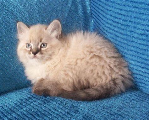 This is the new ebay. PRECIOUS HIMALAYAN NON-STANDARD MUNCHKIN MALE KITTEN FOR ...