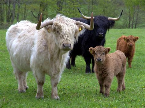 Meet The Highland Cattle Scotlands Majestic Cows And Bulls Fluffy