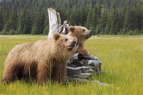 Brown Bears Lake Clark National Park Alaska Usa Stock Photo Dissolve