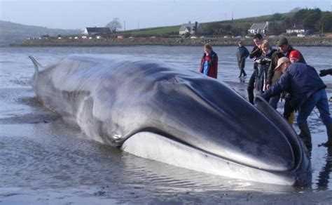 Another Dead Whale Found With Plastic In Its Stomach Nationofchange