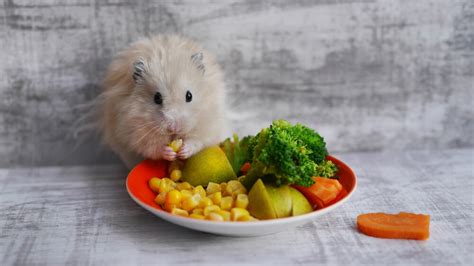 What Do Hamsters Eat Were All About Pets