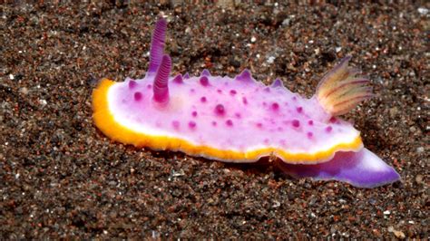 Nudibranchs Diet