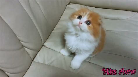 Fluffy Kitten Is Confused Too Cute Youtube