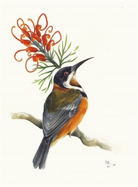 The Spinebill Animal Paintings Bird Art Original Art