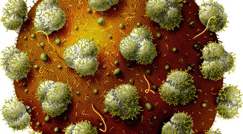 Hiv Illustration Biology Of Humanworld Of Viruses