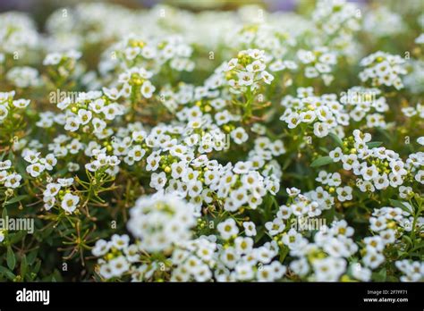 Carpet Of Small White Fragrant Flowers Alyssum Stock Photo Alamy