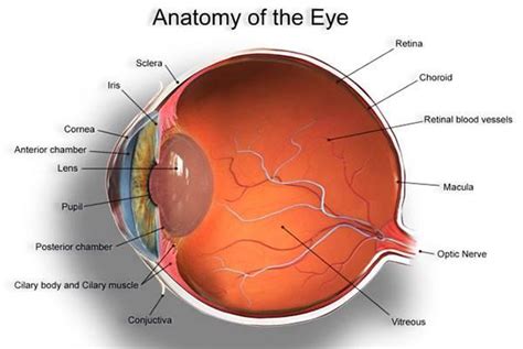 Parts Of A Human Eye Health Tips Eyes Anatomy