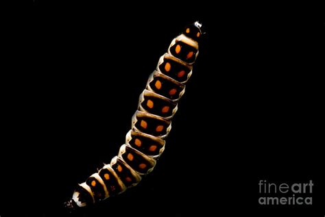 Bioluminescent Railroad Worm Photograph By Danté Fenolio