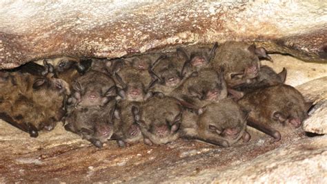 Endangered Indiana Bat Colony Found In Vermont Necn
