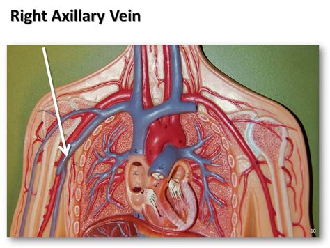 Right Axillary Vein The Anatomy Of The Veins Visual Guid Flickr