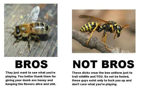 Bees Vs Wasps With Images Bee Bees And Wasps Funny Pictures