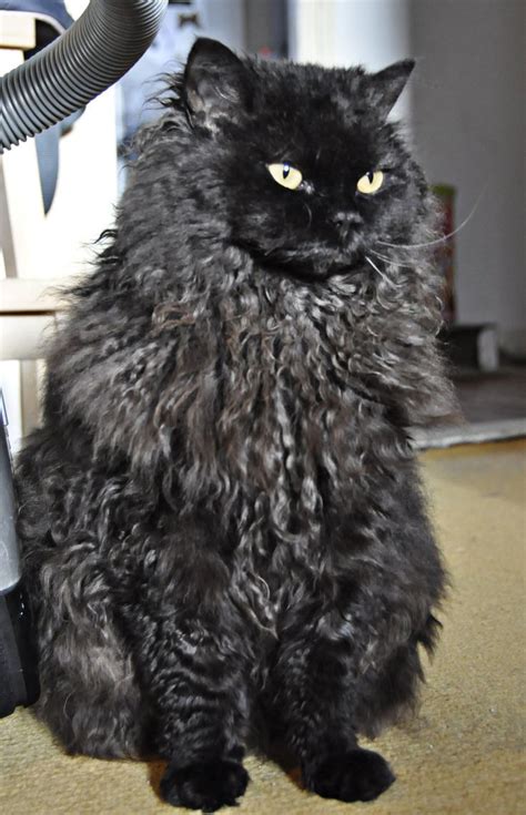 Black Selkirk Rex This Breed Comes In All Colors Its Whiskers Are
