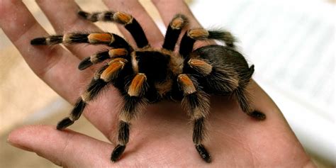 Pet Tarantulas Bite