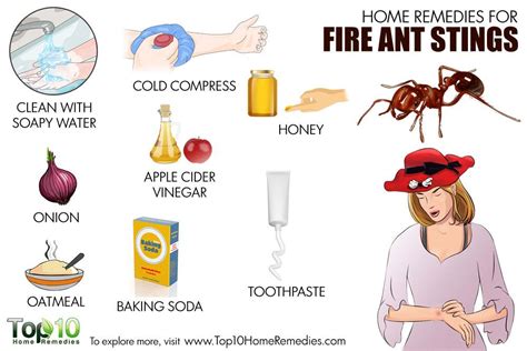 Home Remedies For Fire Ant Stings Top 10 Home Remedies
