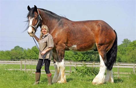 Honest Facilitated Percherons Get This Shire Horse Big Horses Horses